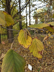 Corylus maxima