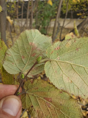 Corylus maxima