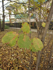 Corylus maxima