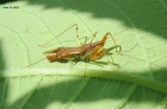 Gorpis brevilineatus