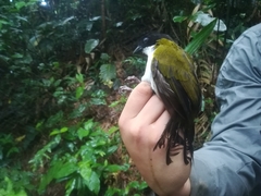 Arremon atricapillus