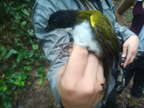 Black-headed Brushfinch (Arremon atricapillus), photo 9