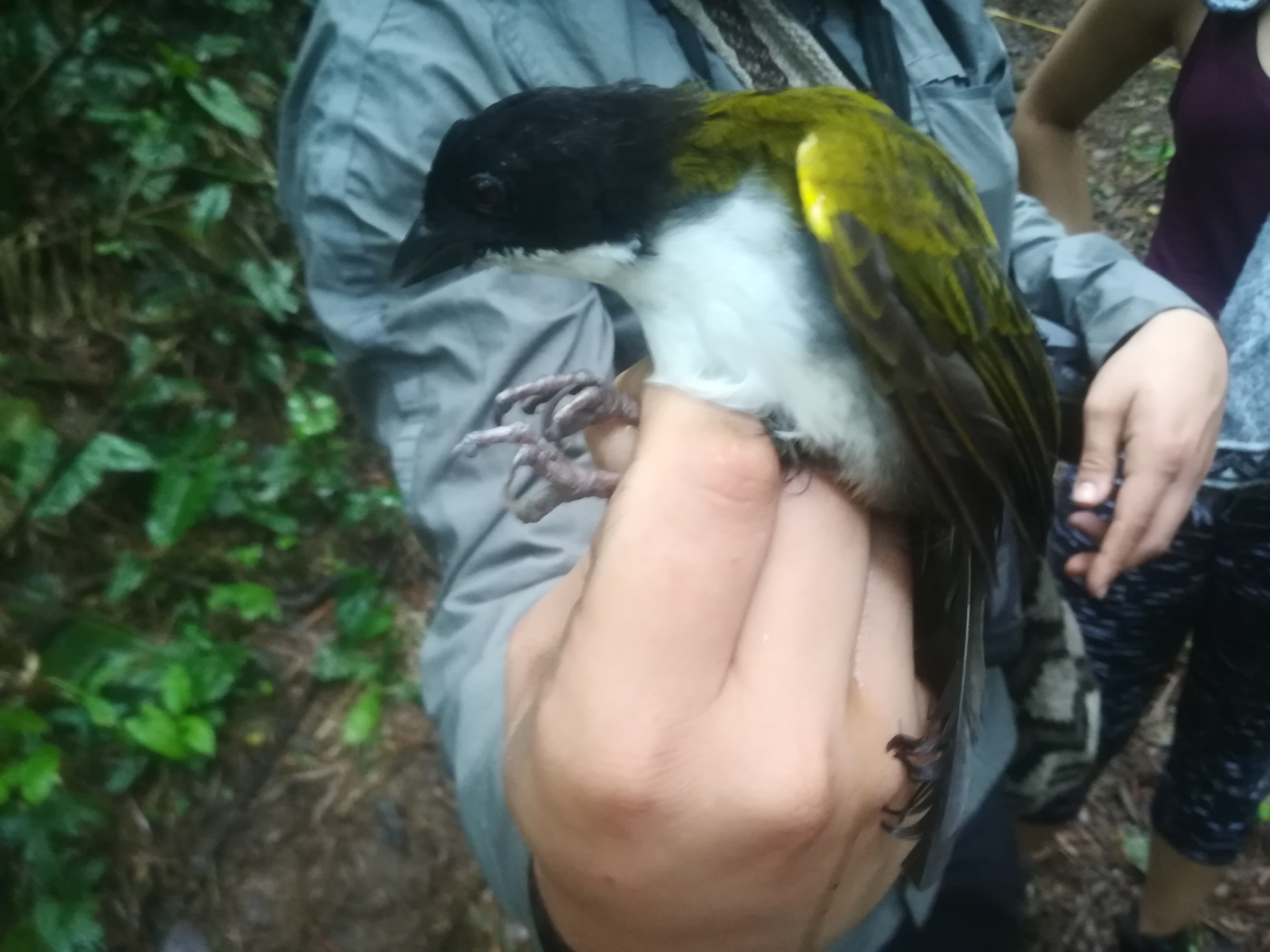 Black-headed Brushfinch (Arremon atricapillus), photo 7