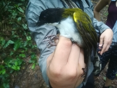 Arremon atricapillus