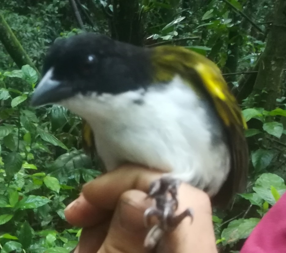 Black-headed Brushfinch (Arremon atricapillus), photo 8