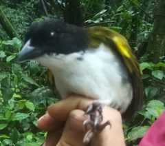 Arremon atricapillus