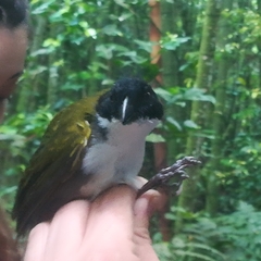 Arremon atricapillus