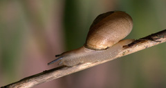 Eobania vermiculata
