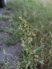Atriplex pedunculata