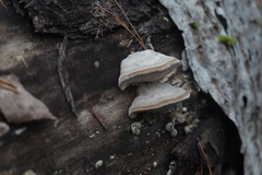 Bjerkandera fumosa