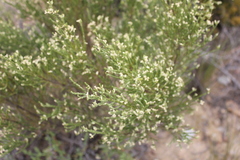 Amphithalea vlokii