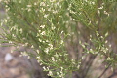 Amphithalea vlokii