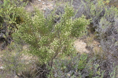 Amphithalea vlokii
