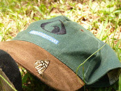 Dynamine meridionalis