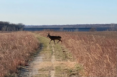 Odocoileus virginianus