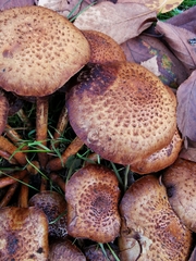Basidiomycota