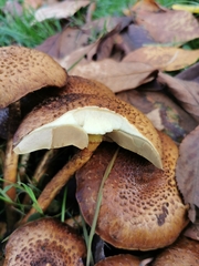 Basidiomycota