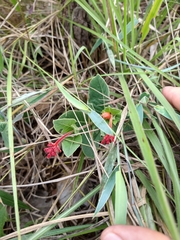 Palicourea officinalis