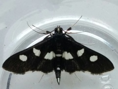 Desmia maculalis