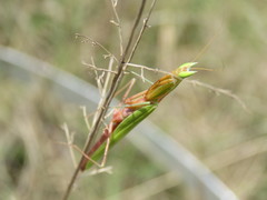 Episcopomantis chalybea