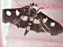 Desmia maculalis
