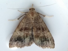 Phalaenostola larentioides