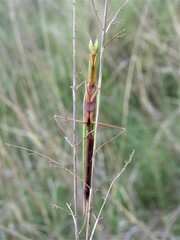 Episcopomantis chalybea
