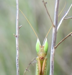 Episcopomantis chalybea