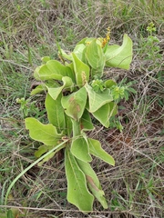 Byrsonima verbascifolia