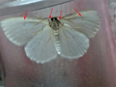 Protitame virginalis