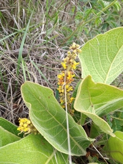 Byrsonima verbascifolia