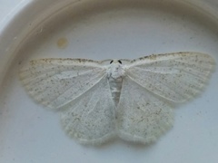 Protitame virginalis