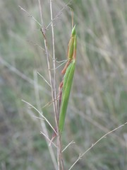 Episcopomantis chalybea