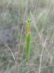 Episcopomantis chalybea