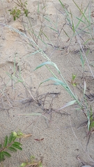 Panicum amarum amarum