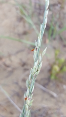 Panicum amarum amarum