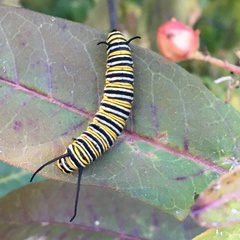 Danaus plexippus