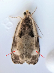 Olethreutes punctanum