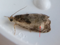 Olethreutes punctanum