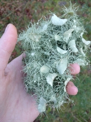 Usnea florida