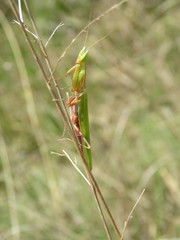 Episcopomantis chalybea