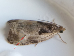 Olethreutes punctanum