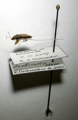 Emblethis denticollis