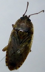 Emblethis denticollis