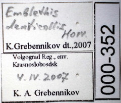 Emblethis denticollis