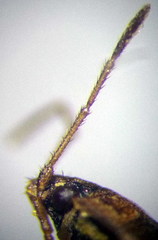 Emblethis denticollis