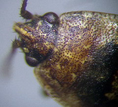 Emblethis denticollis