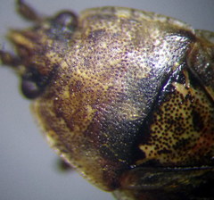 Emblethis denticollis