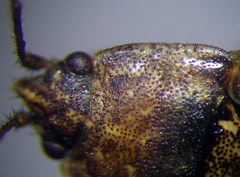 Emblethis denticollis