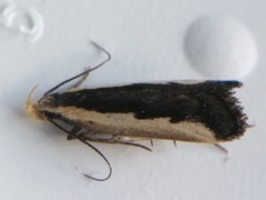 Dichomeris serrativittella